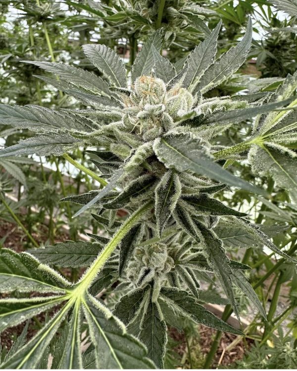 Frezca - Image 4