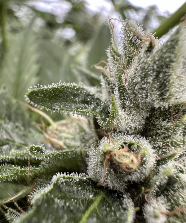 Frezca - Image 3