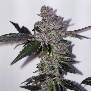 Sunset Sherbet