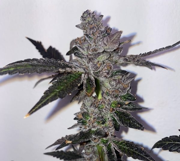 Sunset Sherbet