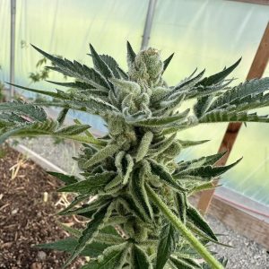 Stuck On You(GG4 x Rootbeer Freeze(f4)