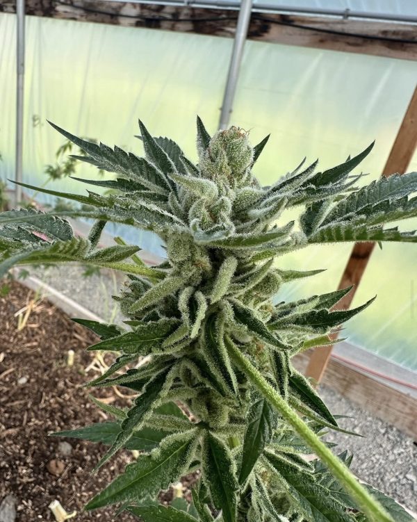 Stuck On You(GG4 x Rootbeer Freeze(f4)